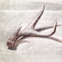 Drawing antlers in black, white and sepia charcoal.